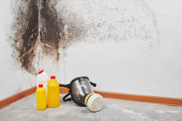Best Crawl Space Mold Removal  in Tucumcari, NM