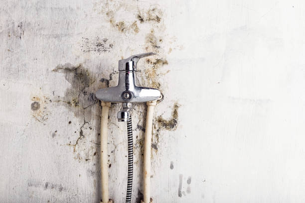 Best Residential Mold Removal  in Tucumcari, NM