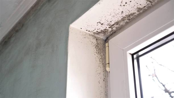 Best Mold Testing  in Tucumcari, NM