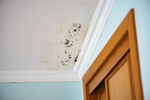 Best Mold Remediation  in Tucumcari, NM