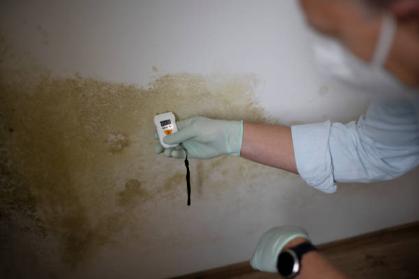 Crawl Space Mold Removal in Tucumcari, NM
