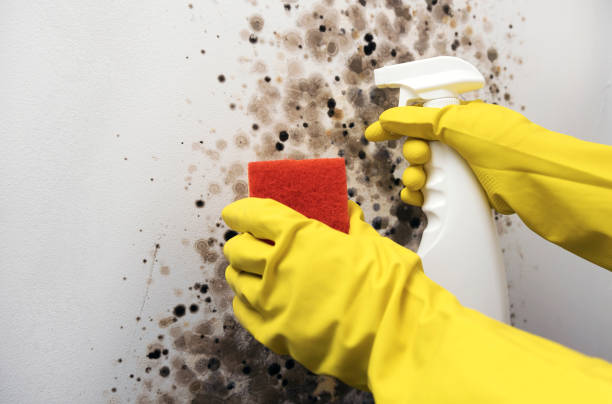 Best Commercial Mold Removal  in Tucumcari, NM