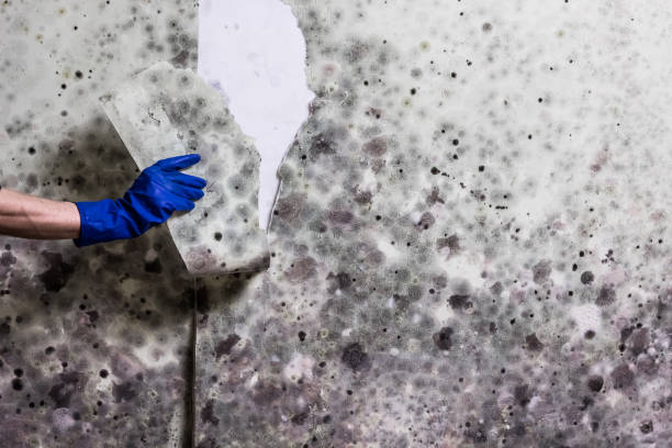 Tucumcari, NM Mold Removal Company