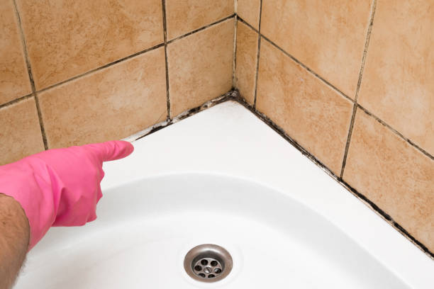 Best Toxic Mold Removal  in Tucumcari, NM
